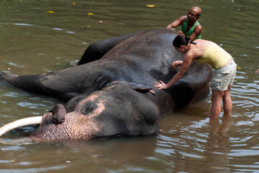 Millennium Elephant Foundation & Tea Experience Tour (Kegalle)