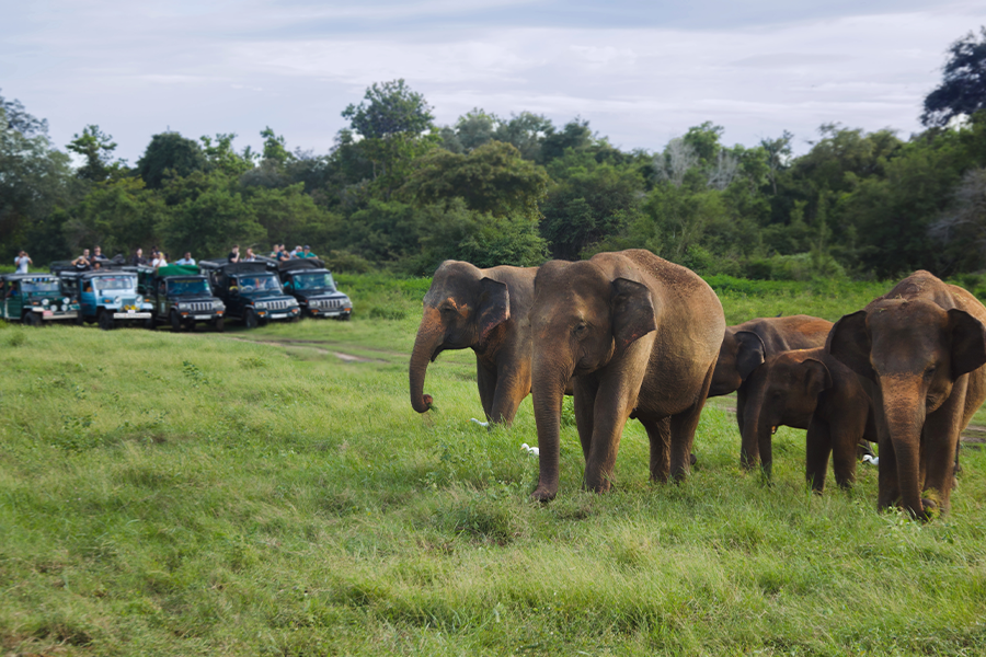 Minneriya National Park Safari Day Tour