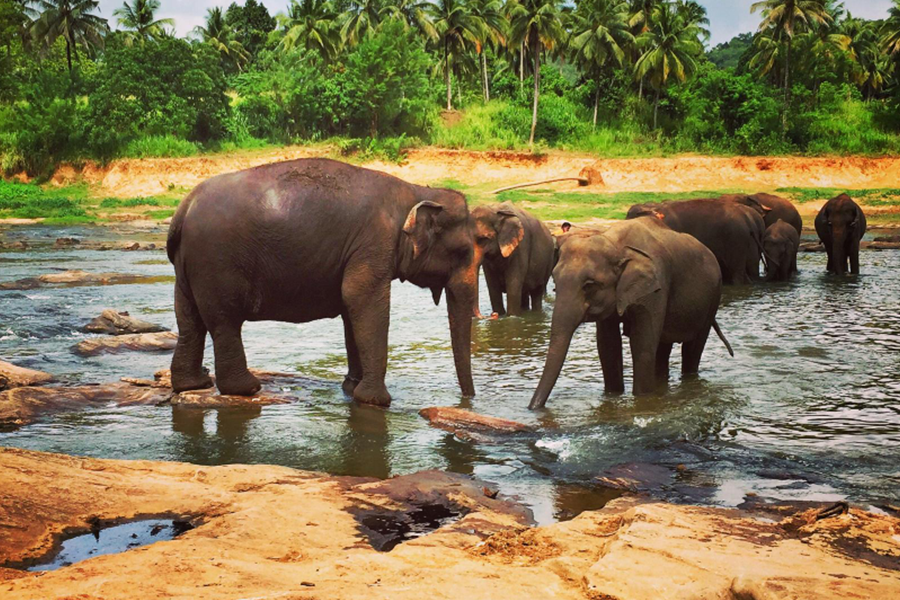 Pinnawala Elephant Orphanage & Kandy City Tour