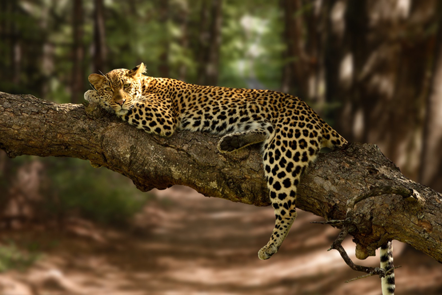 Udawalawe Wildlife Safari & Elephant Haven Day Tour