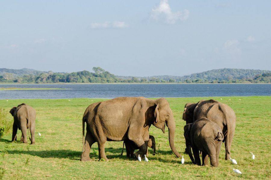 Serenity Wellness Escape 8 Days / 7 Nights
