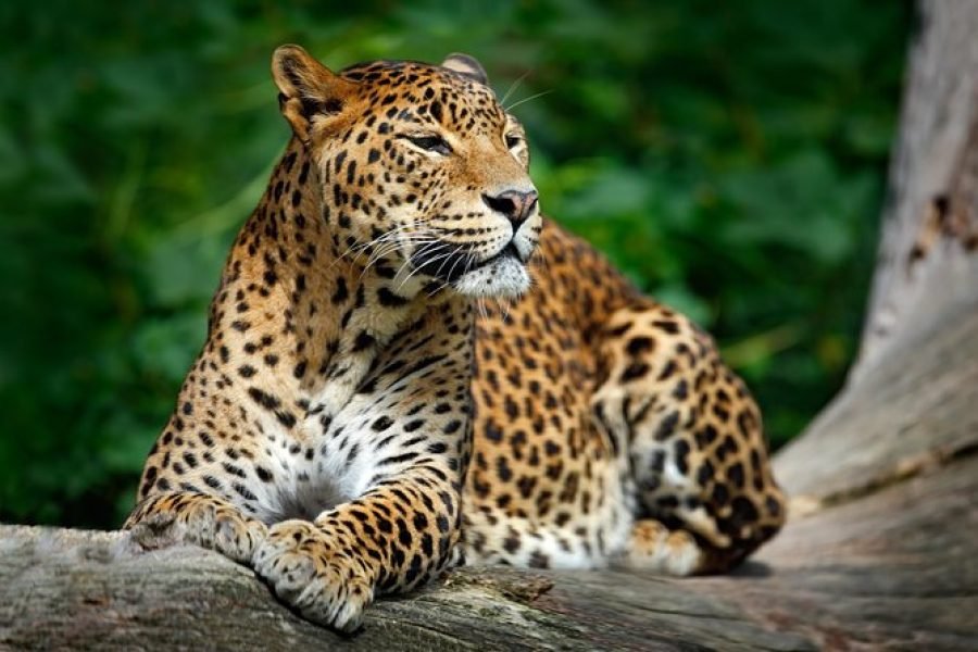 Wild Sri Lanka Escape | 8 Days / 7 Nights